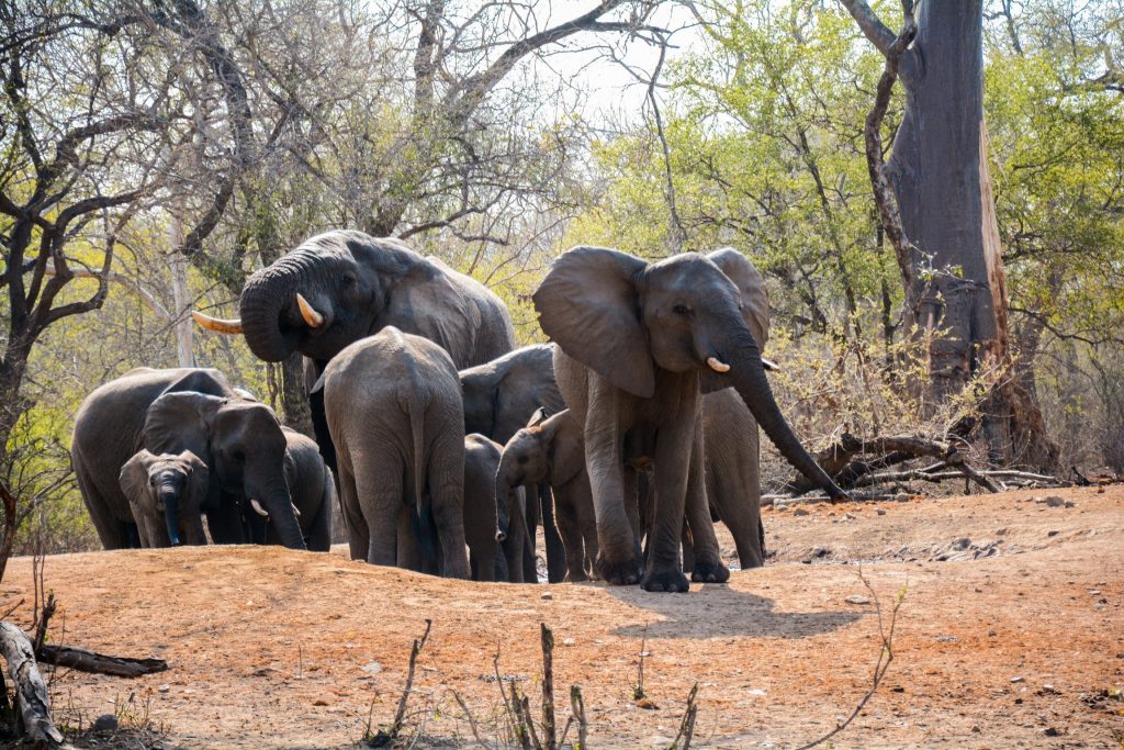Elephants in Majete wildlife reserve