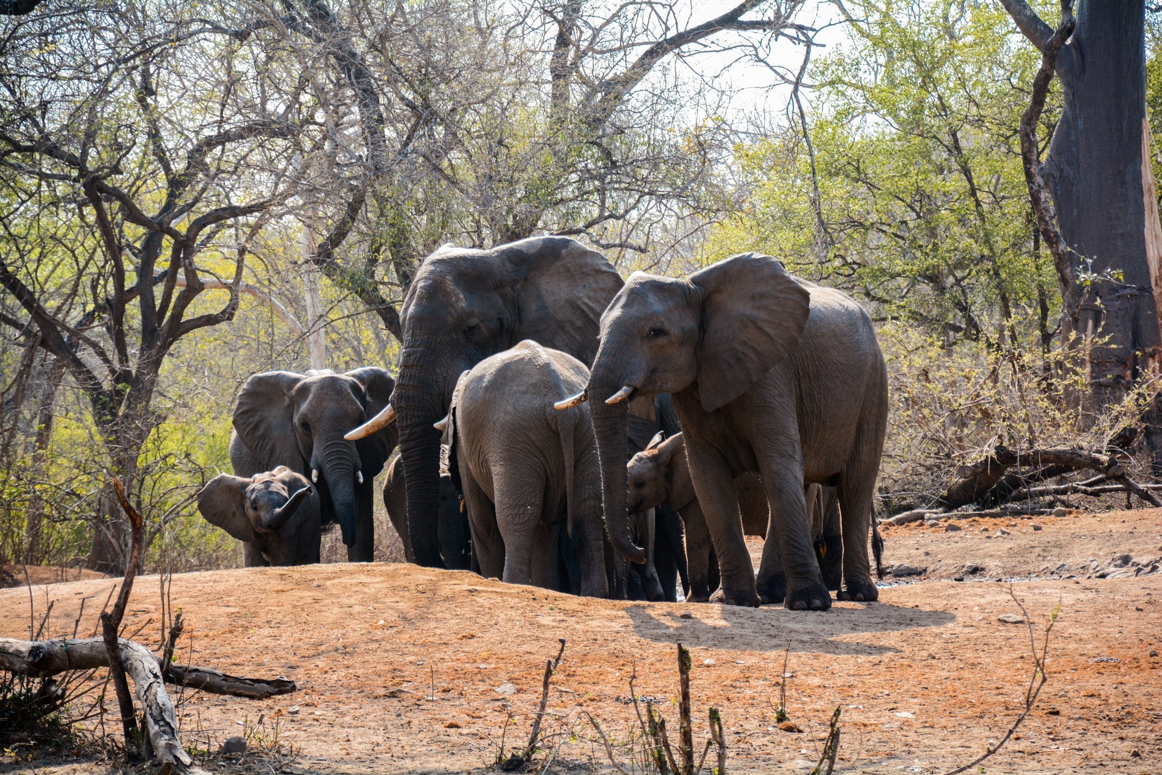 Elephants in Majete National Park