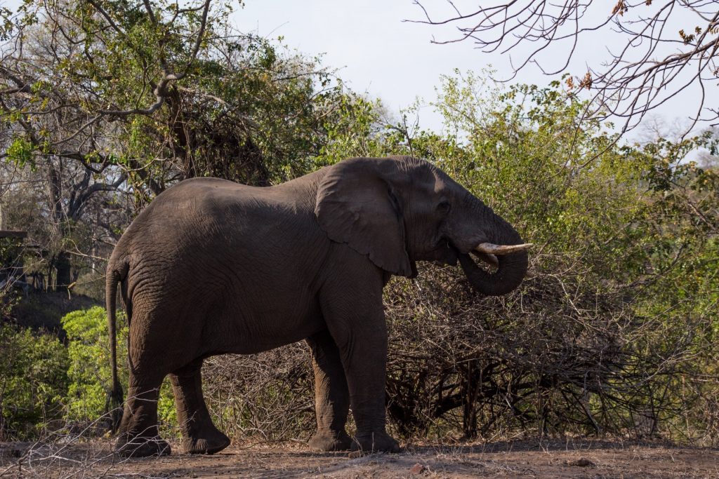 Elephant at Majete Wildlife Reserve