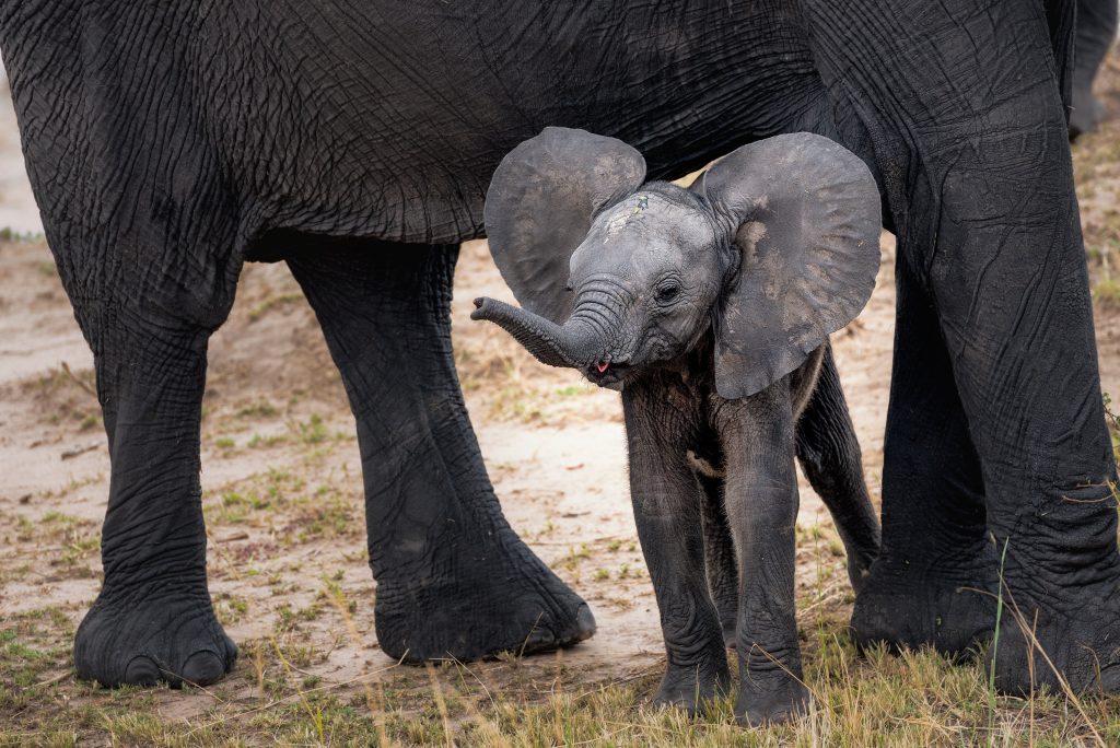 Baby elephants in Tanzania