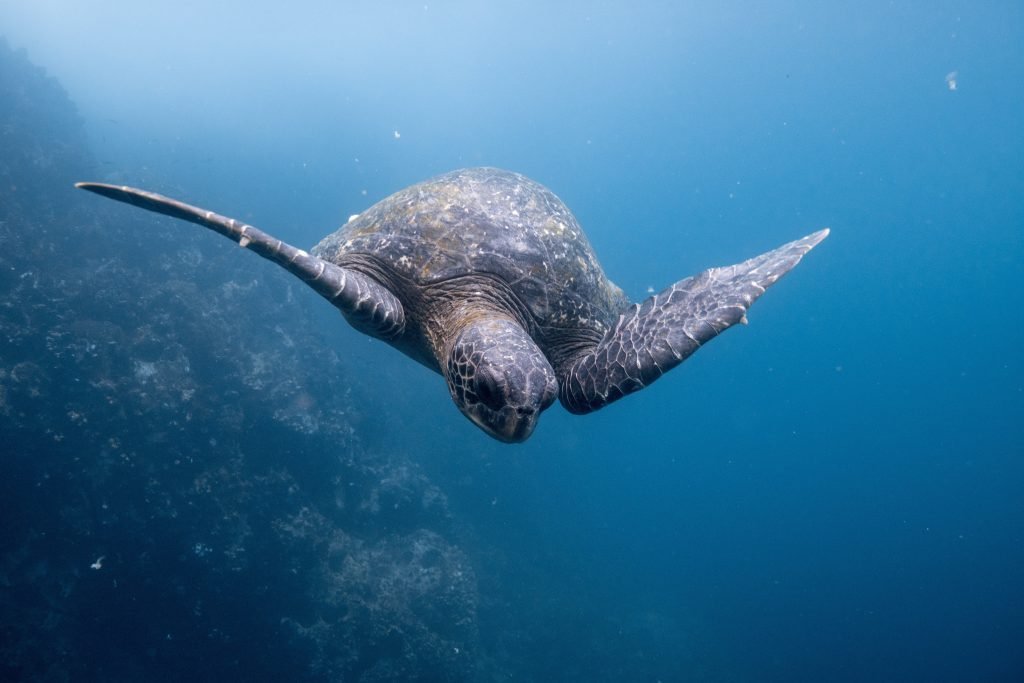 Green sea turtle in the Galapagos