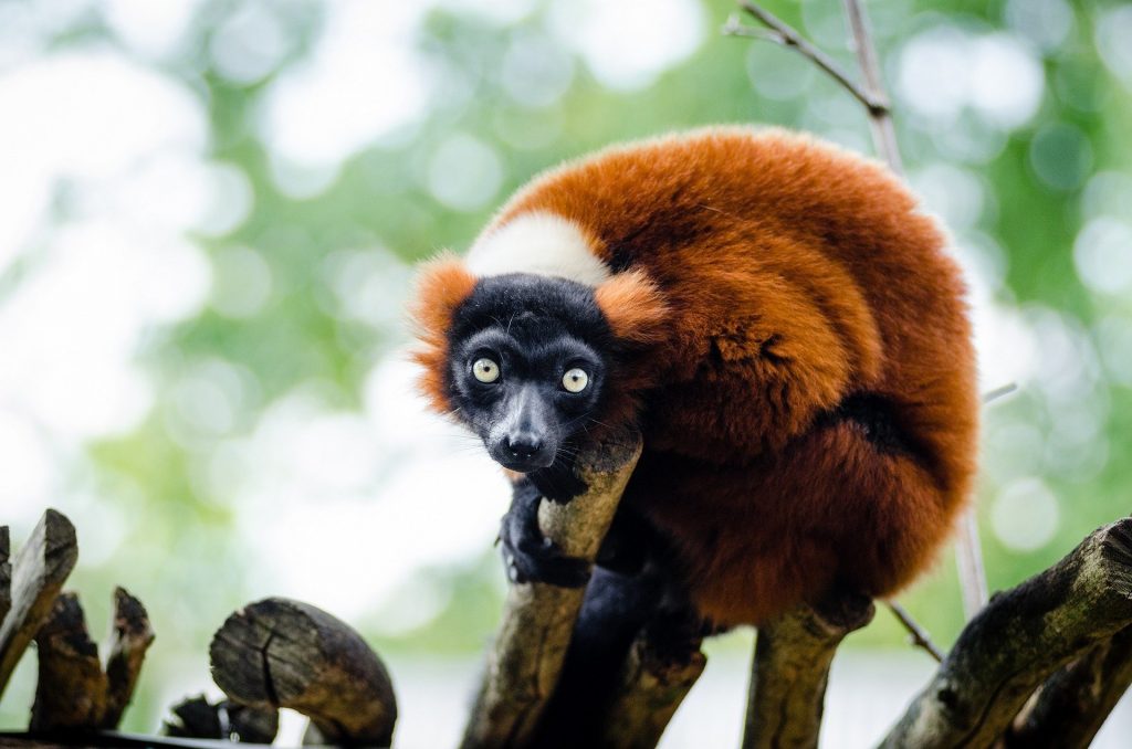 Red ruffed Lemur in Madagascar