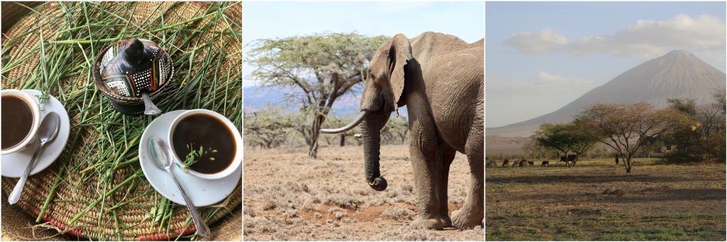 African elephants, coffee and mountains