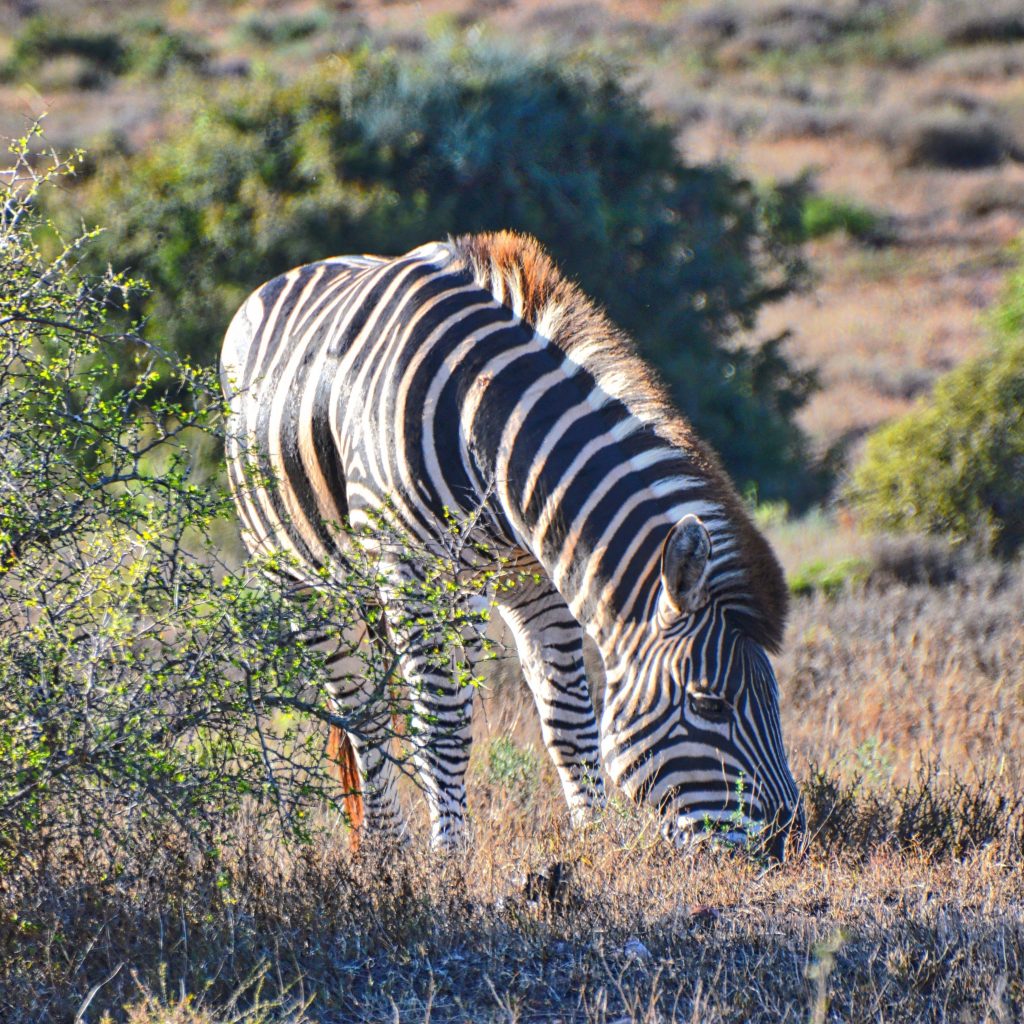 Zebra in Maputo Special Reserve