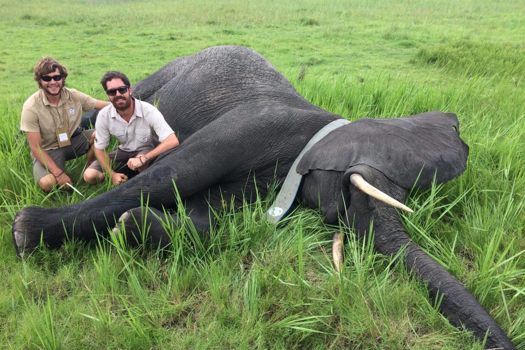Mabeco tours tagging an elephant in Mozambique